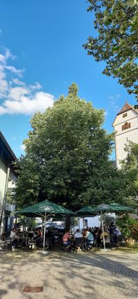 Rafa am Markt - Baum